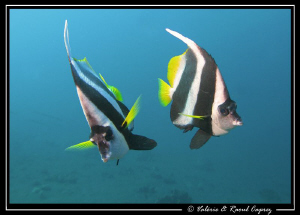 Heniochus acuminatus by Raoul Caprez 
